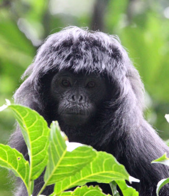 PRIMATE - EBONY LEAF MONKEY - GEDE NATIONAL PARK JAVA BARAT INDONESIA (40).JPG