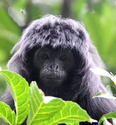 PRIMATE - EBONY LEAF MONKEY - GEDE NATIONAL PARK JAVA BARAT INDONESIA (41).JPG