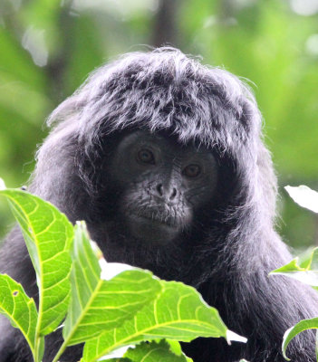 PRIMATE - EBONY LEAF MONKEY - GEDE NATIONAL PARK JAVA BARAT INDONESIA (46).JPG