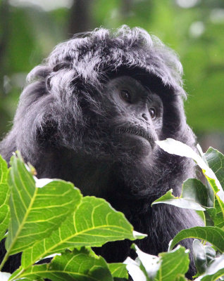 PRIMATE - EBONY LEAF MONKEY - GEDE NATIONAL PARK JAVA BARAT INDONESIA (51).JPG