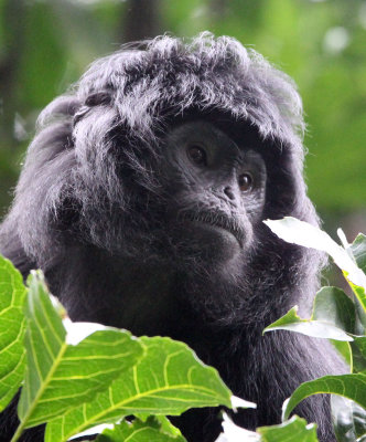 PRIMATE - EBONY LEAF MONKEY - GEDE NATIONAL PARK JAVA BARAT INDONESIA (53).JPG