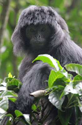 PRIMATE - EBONY LEAF MONKEY - GEDE NATIONAL PARK JAVA BARAT INDONESIA (68).JPG