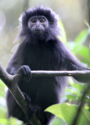 PRIMATE - EBONY LEAF MONKEY - GEDE NATIONAL PARK JAVA BARAT INDONESIA (81).JPG