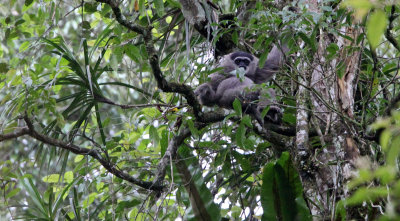 PRIMATE - GIBBON - JAVAN GIBBON - GEDE NATIONAL PARK JAVA BARAT INDONESIA (20).JPG