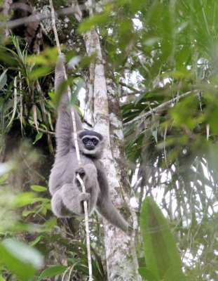 PRIMATE - GIBBON - JAVAN GIBBON - GEDE NATIONAL PARK JAVA BARAT INDONESIA (3).JPG