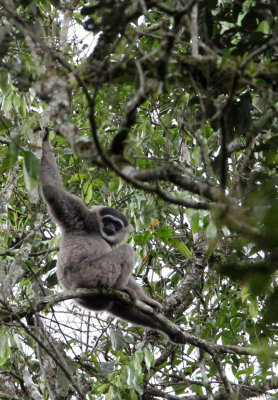 PRIMATE - GIBBON - JAVAN GIBBON - GEDE NATIONAL PARK JAVA BARAT INDONESIA (31).JPG