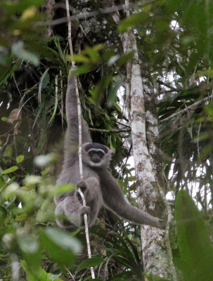 PRIMATE - GIBBON - JAVAN GIBBON - GEDE NATIONAL PARK JAVA BARAT INDONESIA (5).JPG