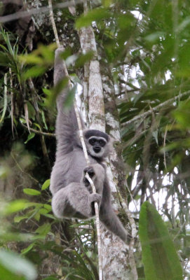 PRIMATE - GIBBON - JAVAN GIBBON - GEDE NATIONAL PARK JAVA BARAT INDONESIA (8).JPG