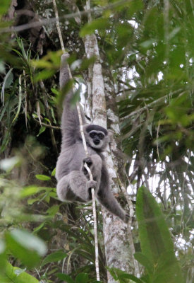 PRIMATE - GIBBON - JAVAN GIBBON - GEDE NATIONAL PARK JAVA BARAT INDONESIA (9).JPG