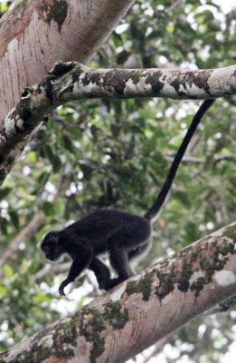 PRIMATE - LANGUR - GRIZZLED LANGUR - PRESBYTIS CRISTATA - UJUNG KULON NATIONAL PARK - JAVA BARAT INDONESIA (19).JPG