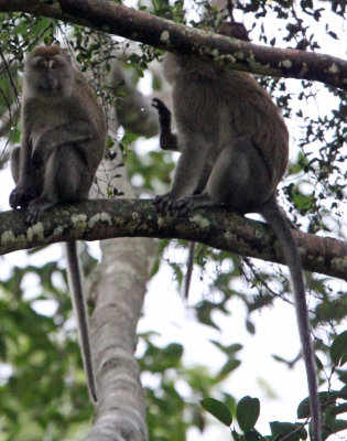 PRIMATE - MACAQUE - LONG-TAILED MACAQUE - GEDE NATIONAL PARK JAVA BARAT INDONESIA (7).JPG