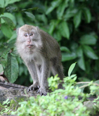 PRIMATE - MACAQUE - LONG-TAILED MACAQUE - UJUNG KULON NATIONAL PARK - JAVA BARAT INDONESIA (16).JPG