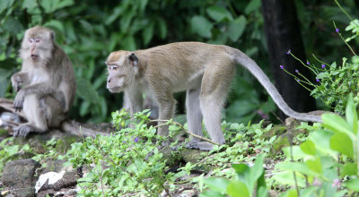 PRIMATE - MACAQUE - LONG-TAILED MACAQUE - UJUNG KULON NATIONAL PARK - JAVA BARAT INDONESIA (24).JPG