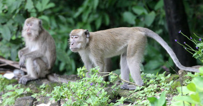 PRIMATE - MACAQUE - LONG-TAILED MACAQUE - UJUNG KULON NATIONAL PARK - JAVA BARAT INDONESIA (30).JPG