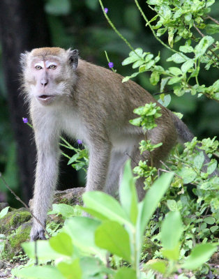 PRIMATE - MACAQUE - LONG-TAILED MACAQUE - UJUNG KULON NATIONAL PARK - JAVA BARAT INDONESIA (33).JPG