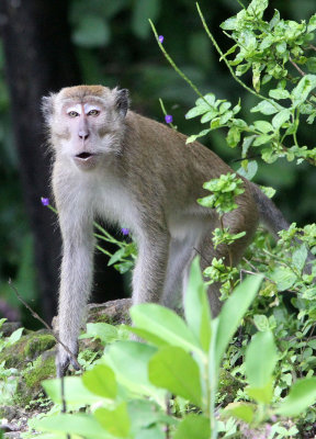 PRIMATE - MACAQUE - LONG-TAILED MACAQUE - UJUNG KULON NATIONAL PARK - JAVA BARAT INDONESIA (34).JPG