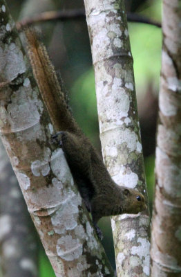 RODENT - SQUIRREL - BLACK-STRIPED SQUIRREL - HALIMUN NATIONAL PARK JAVA BARAT INDONESIA (4).JPG