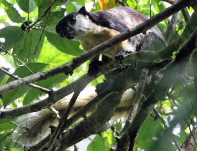 RODENT - SQUIRREL - JAVAN BLACK GIANT SQUIRREL - HALIMUN NATIONAL PARK JAVA BARAT INDONESIA (5).JPG