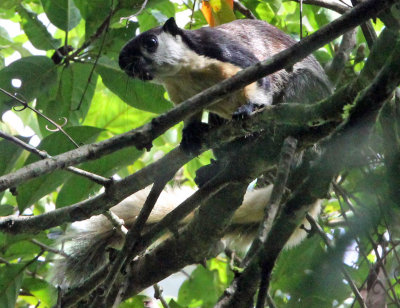 RODENT - SQUIRREL - JAVAN BLACK GIANT SQUIRREL - HALIMUN NATIONAL PARK JAVA BARAT INDONESIA (6).JPG