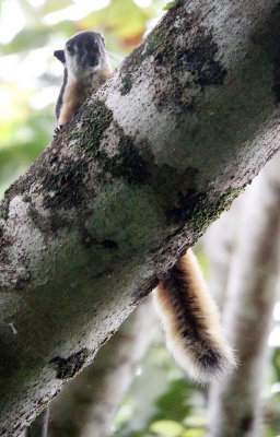 RODENT - SQUIRREL - JAVAN BLACK GIANT SQUIRREL - UJUNG KULON NATIONAL PARK JAVA BARAT INDONESIA (6).JPG