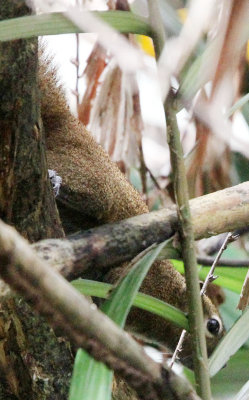 RODENT - SQUIRREL - PLANTAIN SQUIRREL - UJUNG KULON NATIONAL PARK JAVA BARAT INDONESIA (1).JPG