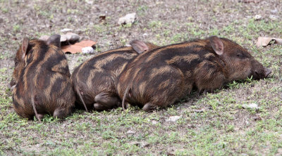 SUIDAE - SUNDAIC BANDED PIG - UJUNG KULON NATIONAL PARK JAVA BARAT INDONESIA (1).JPG