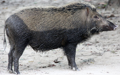 SUIDAE - SUNDAIC BANDED PIG - UJUNG KULON NATIONAL PARK JAVA BARAT INDONESIA (4).JPG