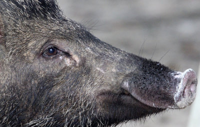 SUIDAE - sundaic Banded Pig (Sus scrofa vittatus) - UJUNG KULON NATIONAL PARK - JAVA BARAT INDONESIA (4).JPG