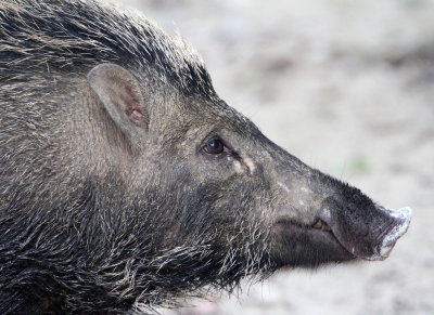 SUIDAE - sundaic Banded Pig (Sus scrofa vittatus) - UJUNG KULON NATIONAL PARK - JAVA BARAT INDONESIA (7).JPG