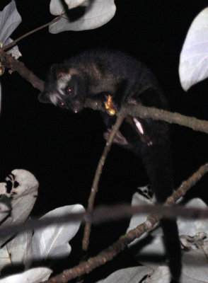 VIVERRED - CIVET - COMMON PALM CIVET - HALIMUN NATIONAL PARK - JAVA BARAT INDONESIA (32).JPG