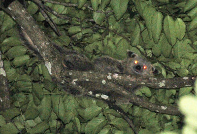 VIVERRID - JAVAN BINTURONG - UJUNG KULON NATIONAL PARK JAVA BARAT INDONESIA (19).JPG