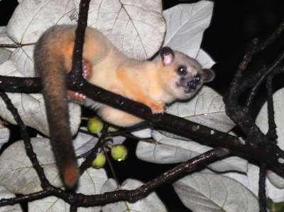 VIVERRID - Javan Small-toothed Palm Civet (Arctogalidia trilineata) - HALIMUN NATIONAL PARK JAVA BARAT INDONESIA (4).JPG