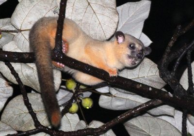 VIVERRID - Javan Small-toothed Palm Civet (Arctogalidia trilineata) - HALIMUN NATIONAL PARK JAVA BARAT INDONESIA (4).JPG