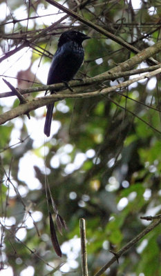 BIRD - DRONGO - LESSER RACKET-TAILED DRONGO - HALIMUN NATIONAL PARK JAVA BARAT INDONESIA (1).JPG