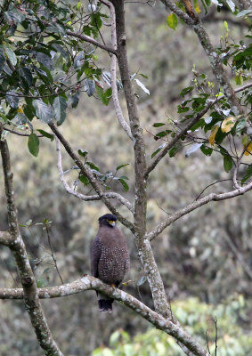 BIRD - EAGLE - CRESTED SERPANT EAGLE - HALIMUN NATIONAL PARK JAVA BARAT INDONESIA (5).JPG