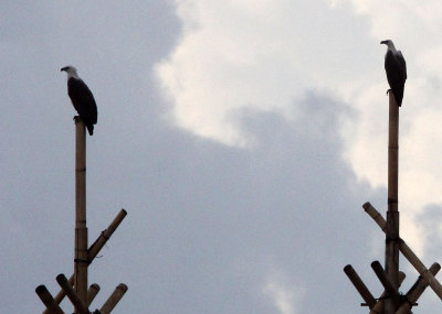 BIRD - EAGLE - WHITE-BELLIED SEA EAGLE - UJUNG KULON NATIONAL PARK - JAVA BARAT INDONESIA (3).JPG