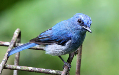 BIRD - FLYCATCHER - INDIGO FLYCATCHER - GEDE NATIONAL PARK JAVA BARAT INDONESIA (11).JPG