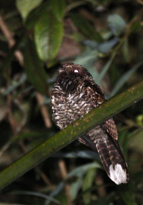 BIRD - NIGHTJAR - LARGE-TAILED NIGHTJAR - HALIMUN NATIONAL PARK JAVA BARAT INDONESIA (5).JPG