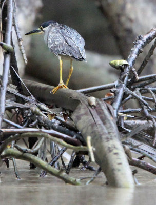 BIRD - HERON - LITTLE HERON - UJUNG KULON NATIONAL PARK - JAVA BARAT INDONESIA (5).JPG