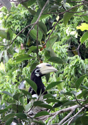 BIRD - HORNBILL - ORIENTAL PIED HORNBILL - UJUNG KULON NATIONAL PARK JAVA BARAT INDONESIA (5).JPG