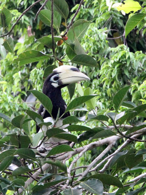 BIRD - HORNBILL - ORIENTAL PIED HORNBILL - UJUNG KULON NATIONAL PARK JAVA BARAT INDONESIA (7).JPG