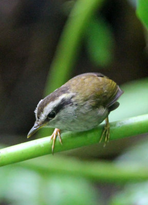 BIRD - JAVAN TESIA - HALIMUN NATIONAL PARK JAVA BARAT INDONESIA (4).JPG