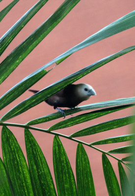 BIRD - MUNIA - WHITE-HEADED MUNIA - PRAMBANAN HINDU TEMPLE - YOGYAKARTA INDONESIA (1).JPG