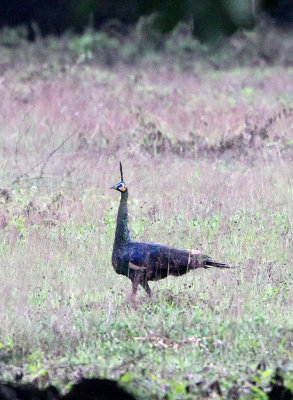 BIRD - PEAFOWL - GREEN PEAFOWL - UJUNG KULON NATIONAL PARK - JAVA BARAT INDONESIA (2).JPG