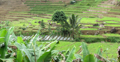 HALIMUN  NATIONAL PARK - JAVA BARAT INDONESIA (50).JPG