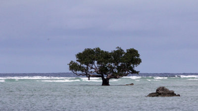 UJUNG KULON NATIONAL PARK - JAVA BARAT INDONESIA (55).JPG