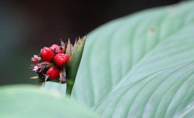 UJUNG KULON NATIONAL PARK JAVA BARAT INDONESIA (1).JPG