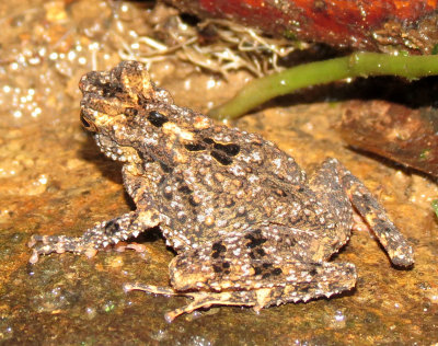 AMPHIBIAN - FROG SPECIES - HALIMUN NATIONAL PARK - JAVA BARAT INDONESIA (2).JPG