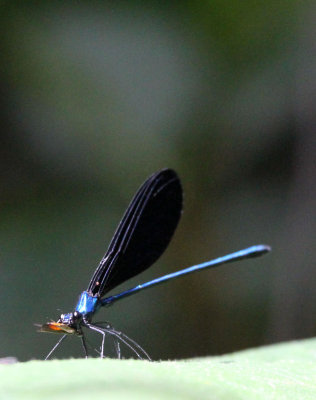 ARTHROPOD - ODONATA - DAMSELFLY - HALIMUN NATIONAL PARK JAVA BARAT INDONESIA (2).JPG