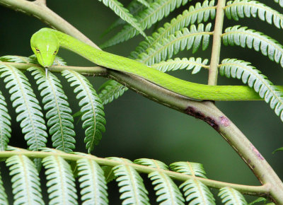 REPTILE - Big-eye Whip Snake (Ahaetulla mycterizans) - HALIMUN NATIONAL PARK JAVA BARAT INDONESIA (36).JPG